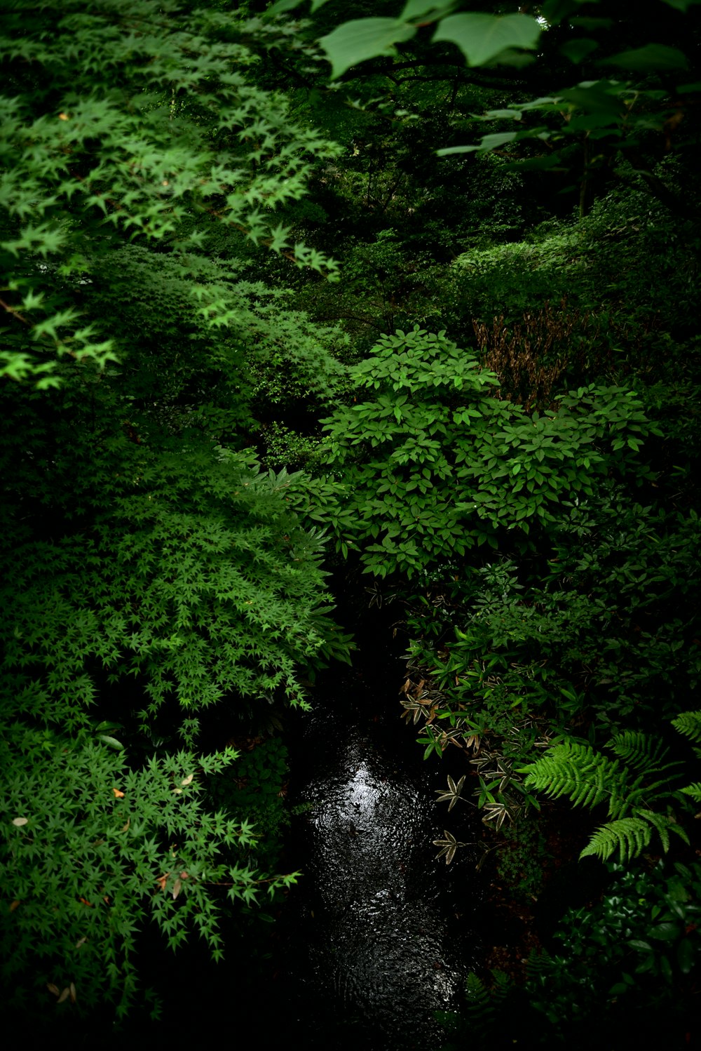 a stream in a forest