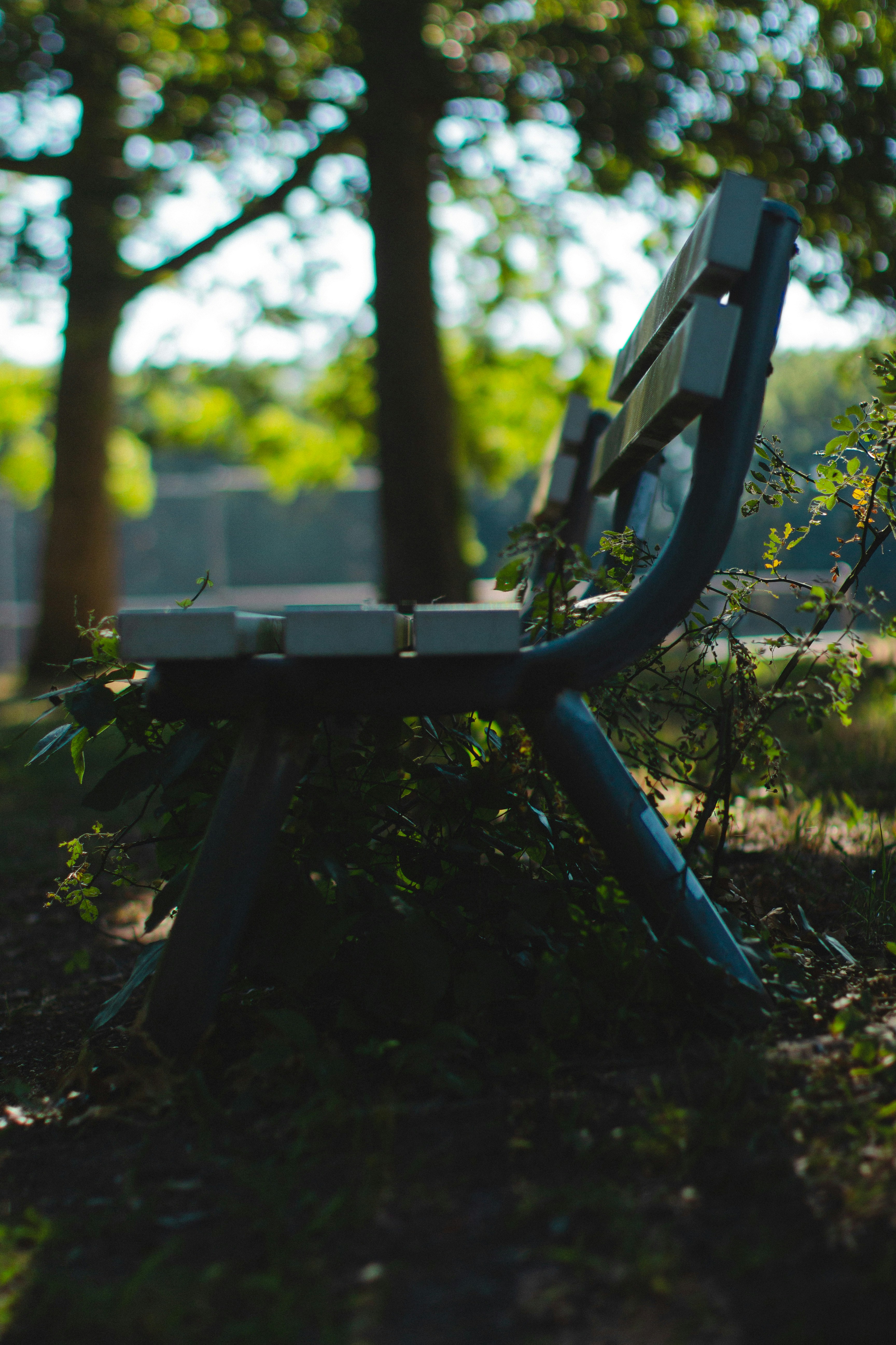 a gun in a wooded area