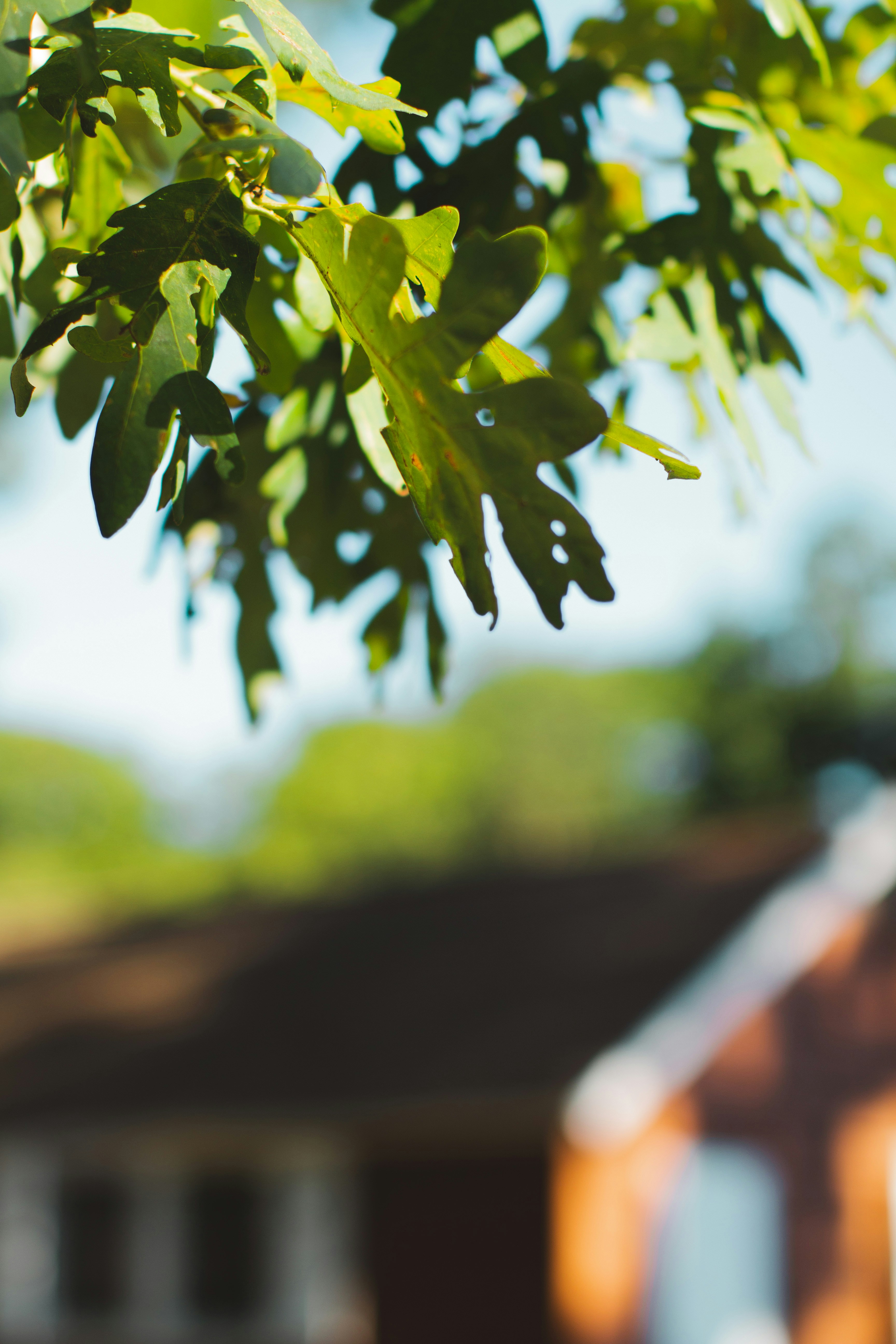 Photo by emmanuelphaeton