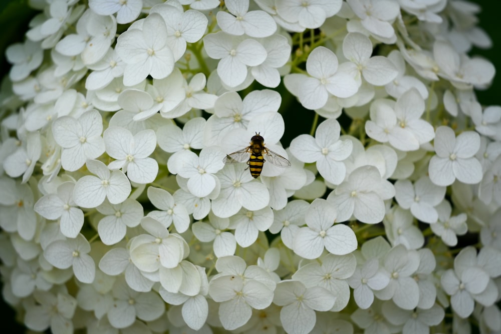 a bee on a white flower