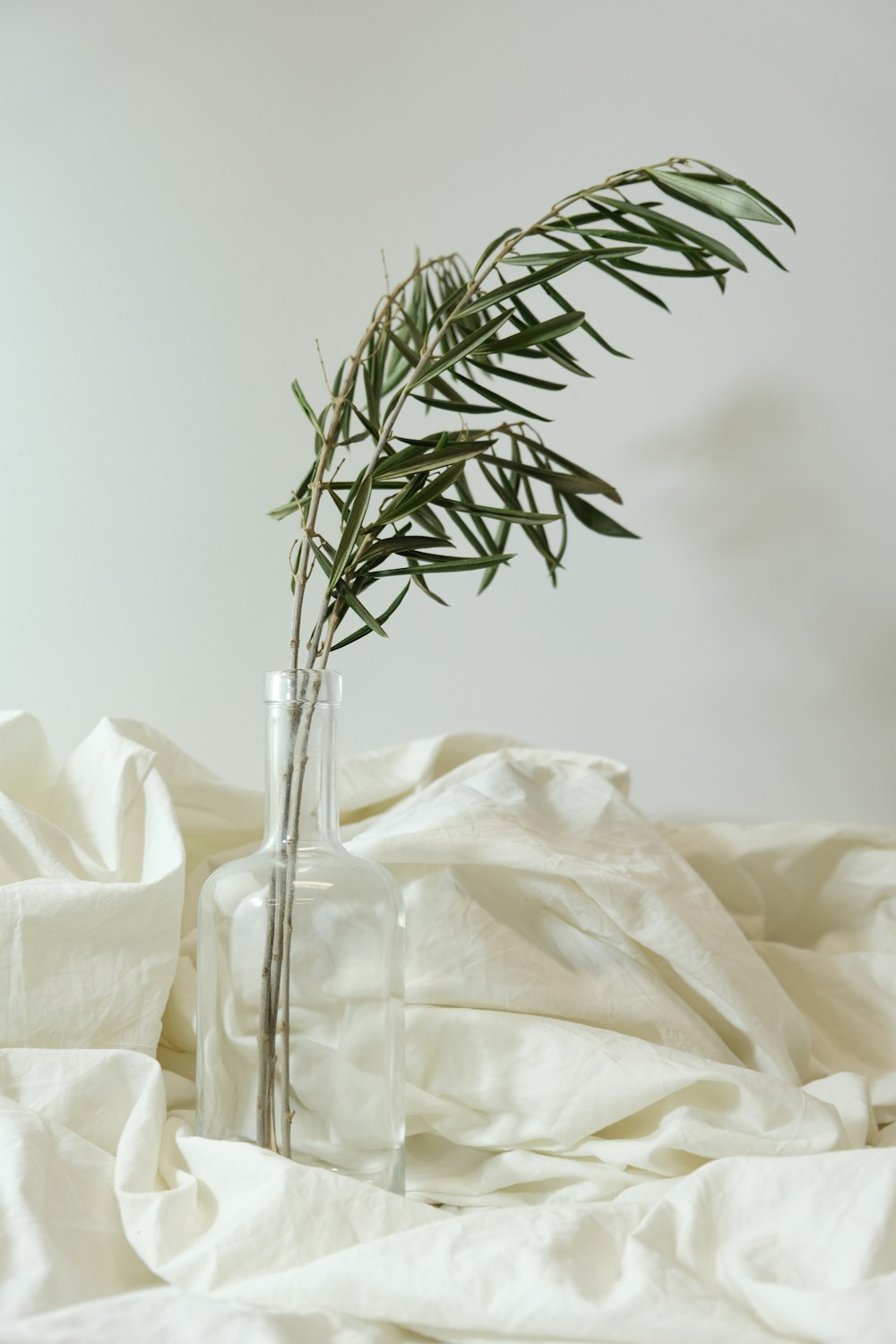 a plant in a glass vase