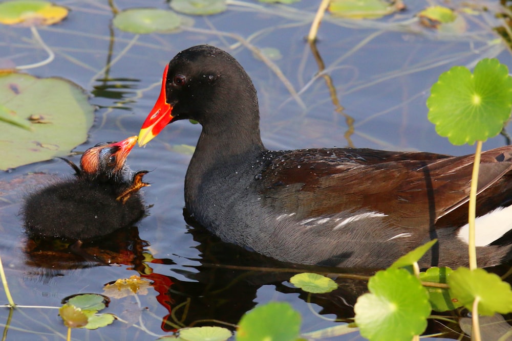 a duck with a baby duck in its mouth