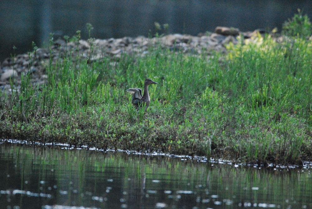 a bird standing in a marsh