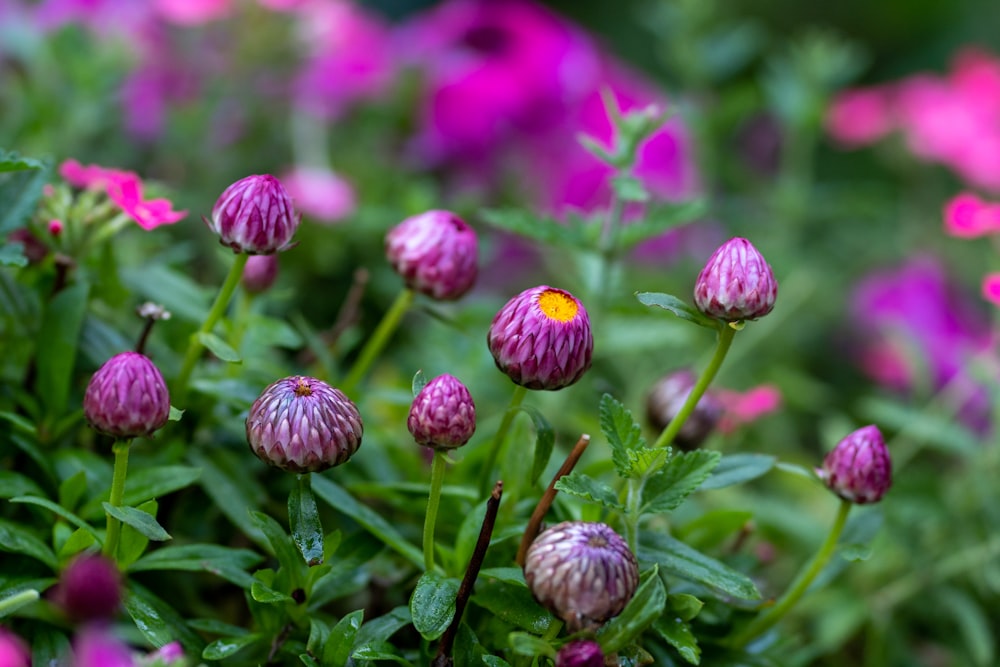 a group of pink flowers