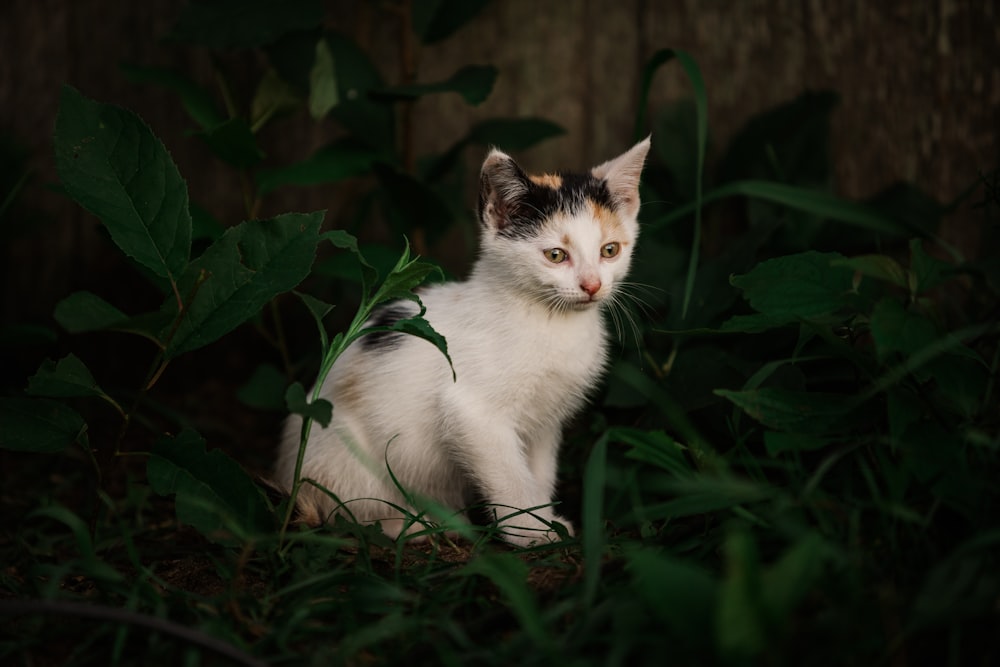 a cat sitting in a bush