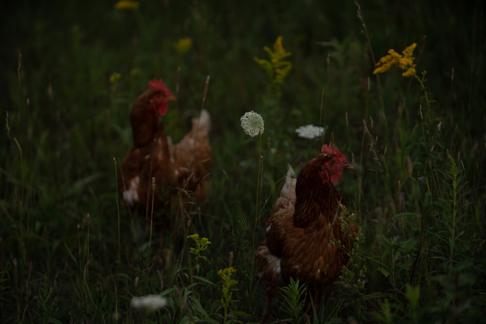 a group of chickens in a grassy field