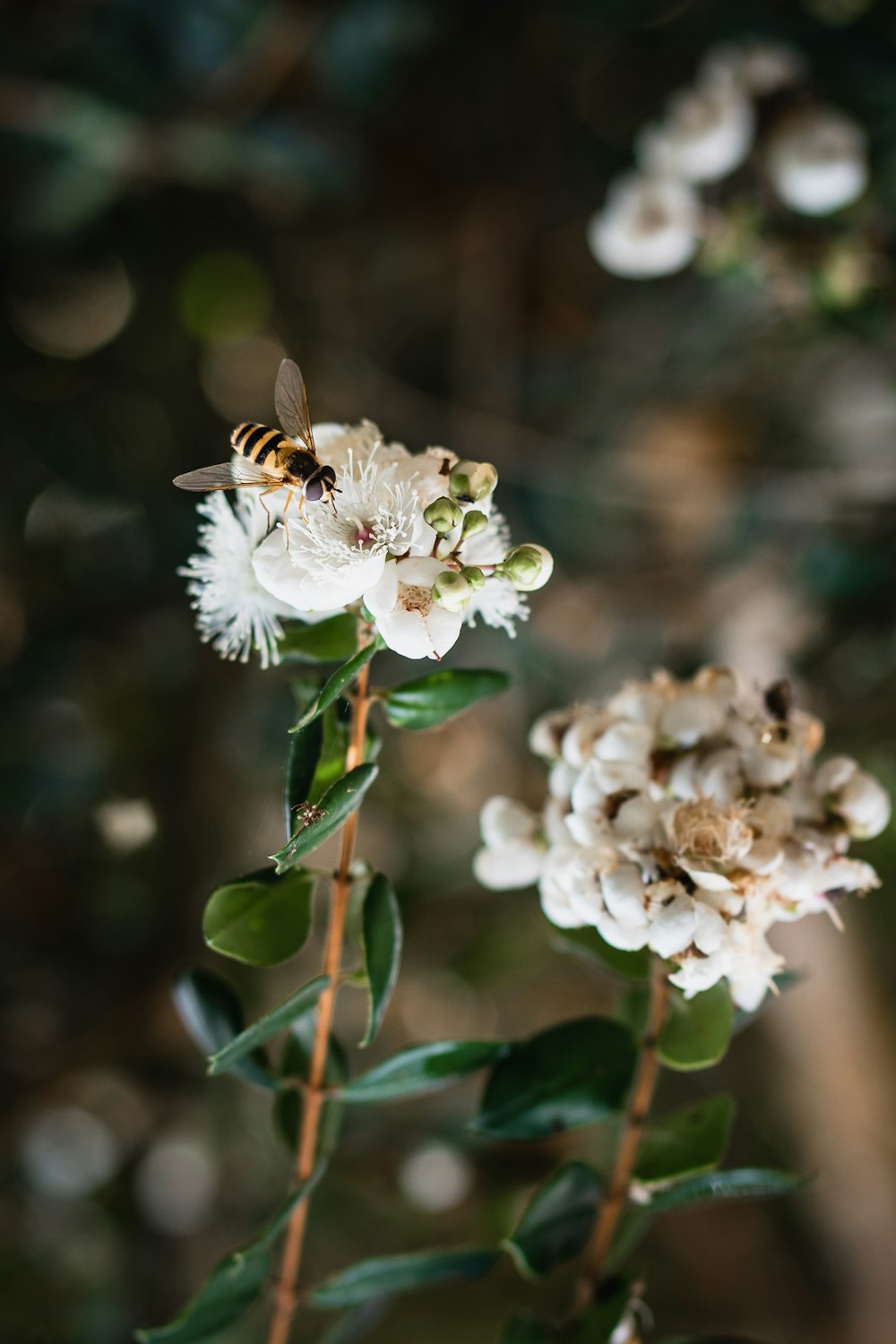 a bee on a flower