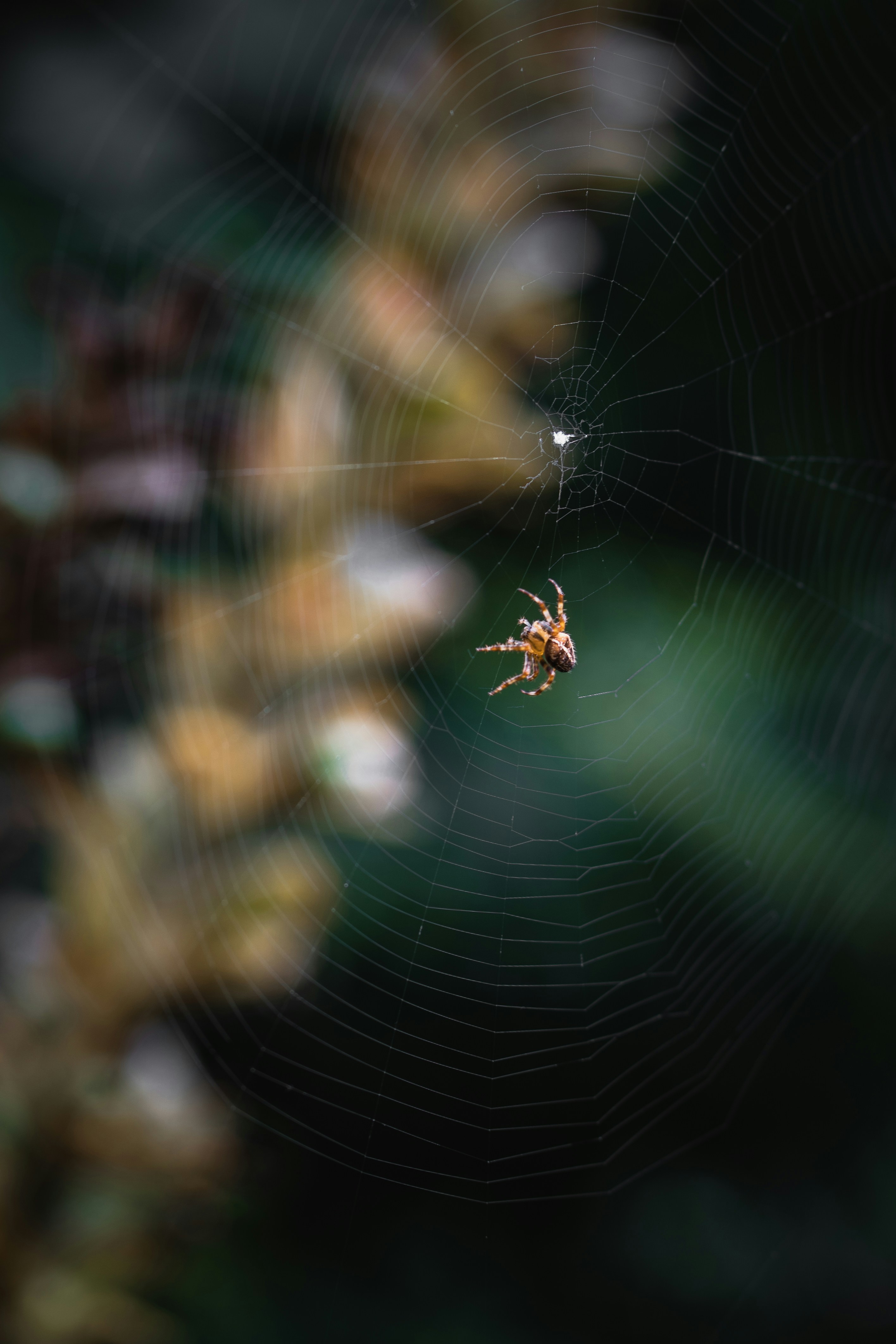 Photo by winstontjia