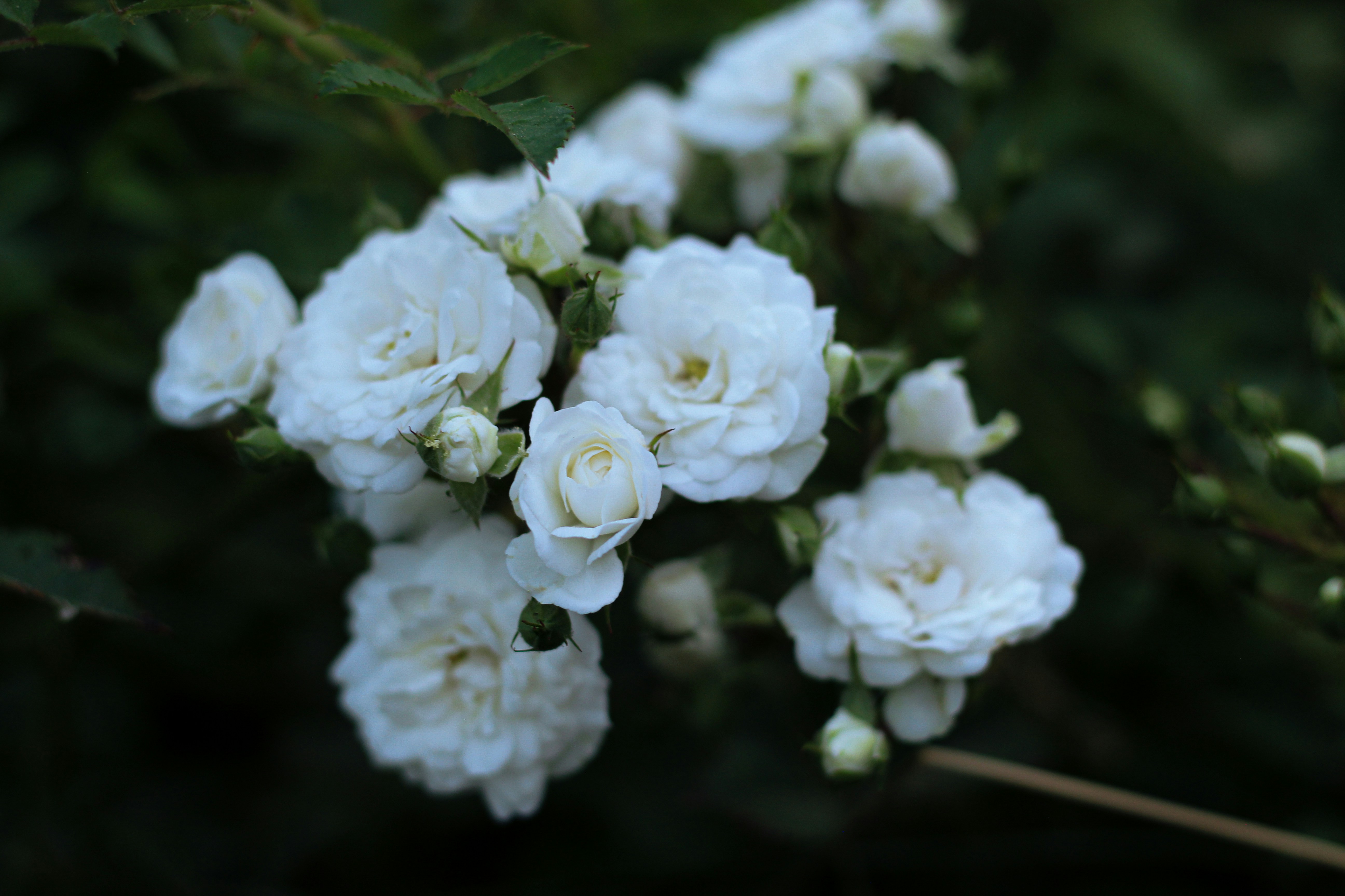 Photo by deepvalleydweller