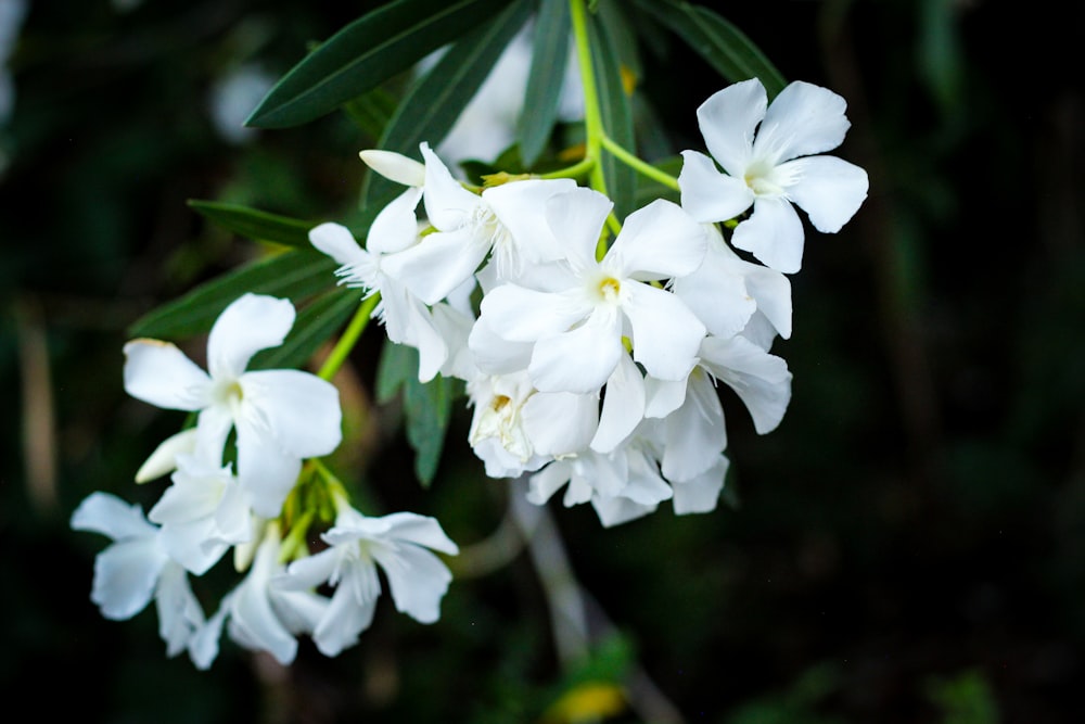 a close up of white flowers