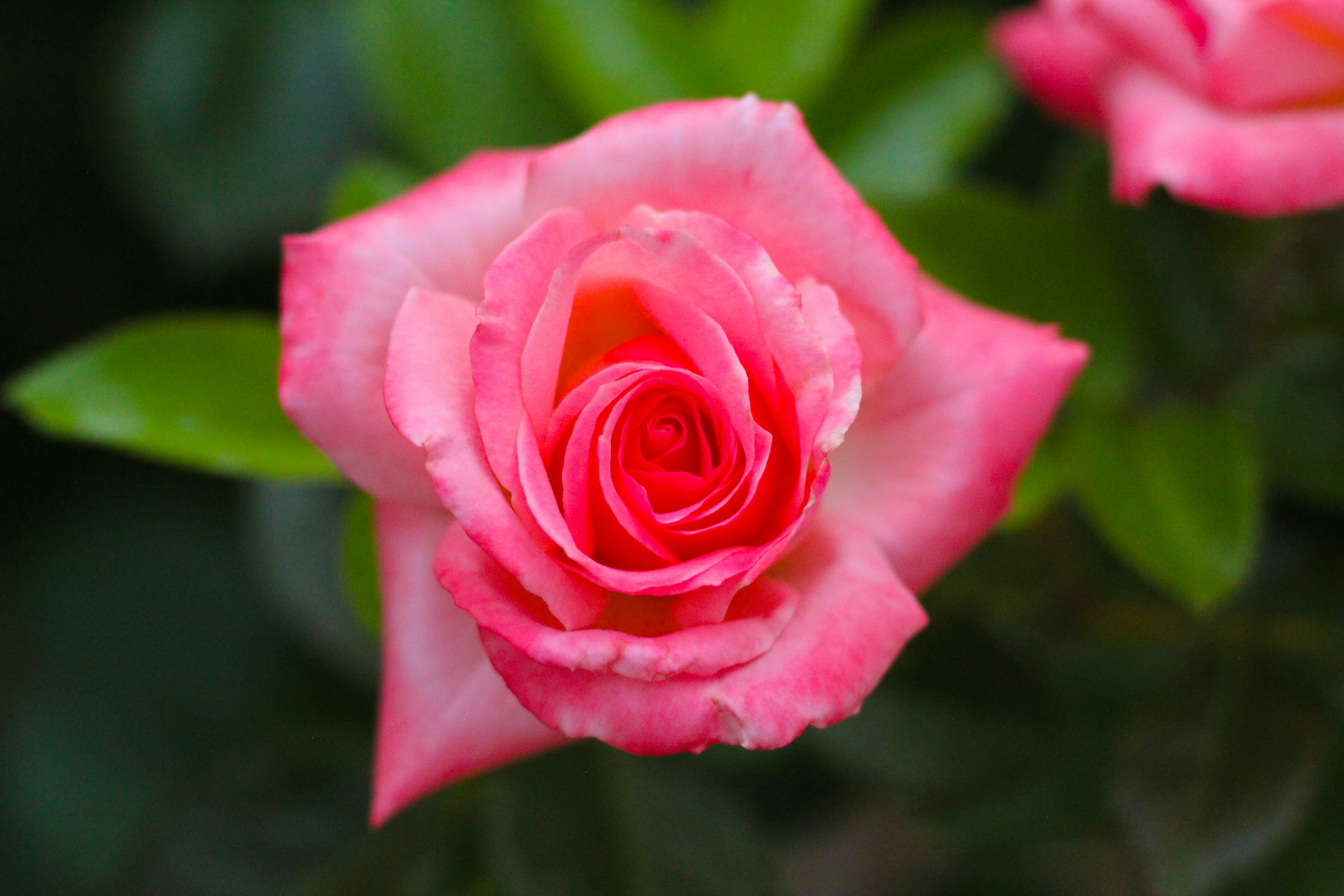 Photo by deepvalleydweller