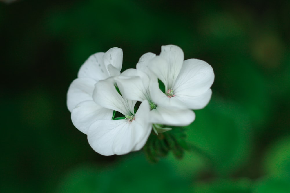 a group of white flowers