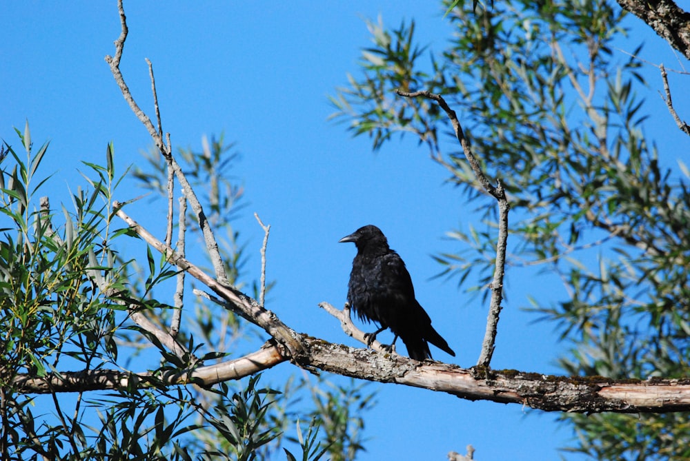 a black bird on a tree branch