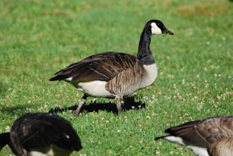 a group of ducks walking on grass