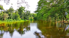 A calm river flowing through a vibrant forest representing impactful wealth management.
