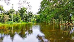 A calm river flowing through a lush green forest.