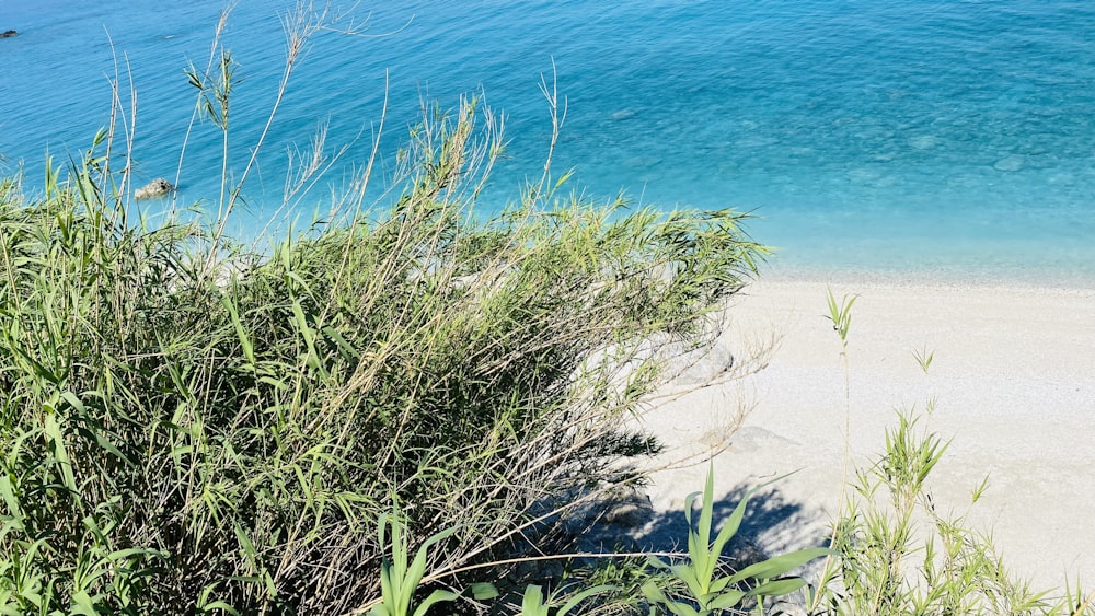 a beach with plants and water