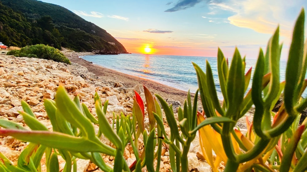 a beach with a sunset