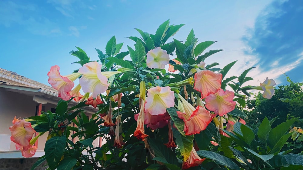 a group of flowers