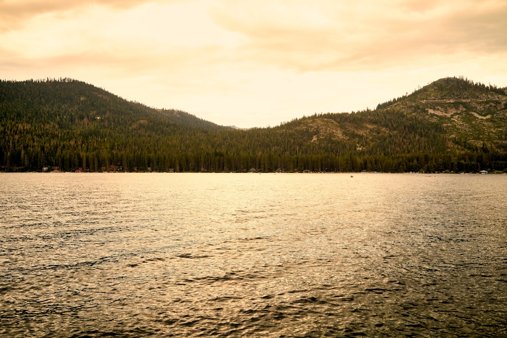 a body of water with trees in the back