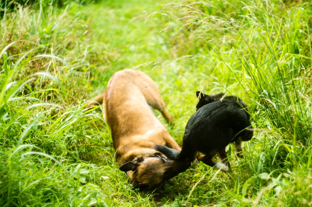 Un perro y un gato en la hierba