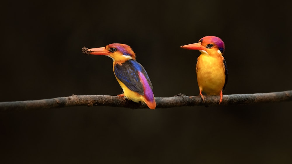 Zwei bunte Vögel auf einem Ast