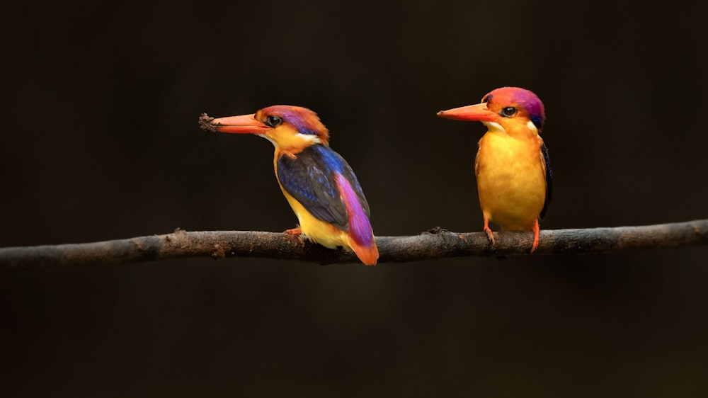 two colorful birds on a branch