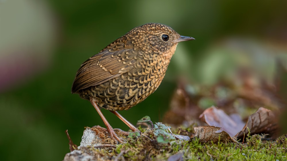 a small bird standing on a rock