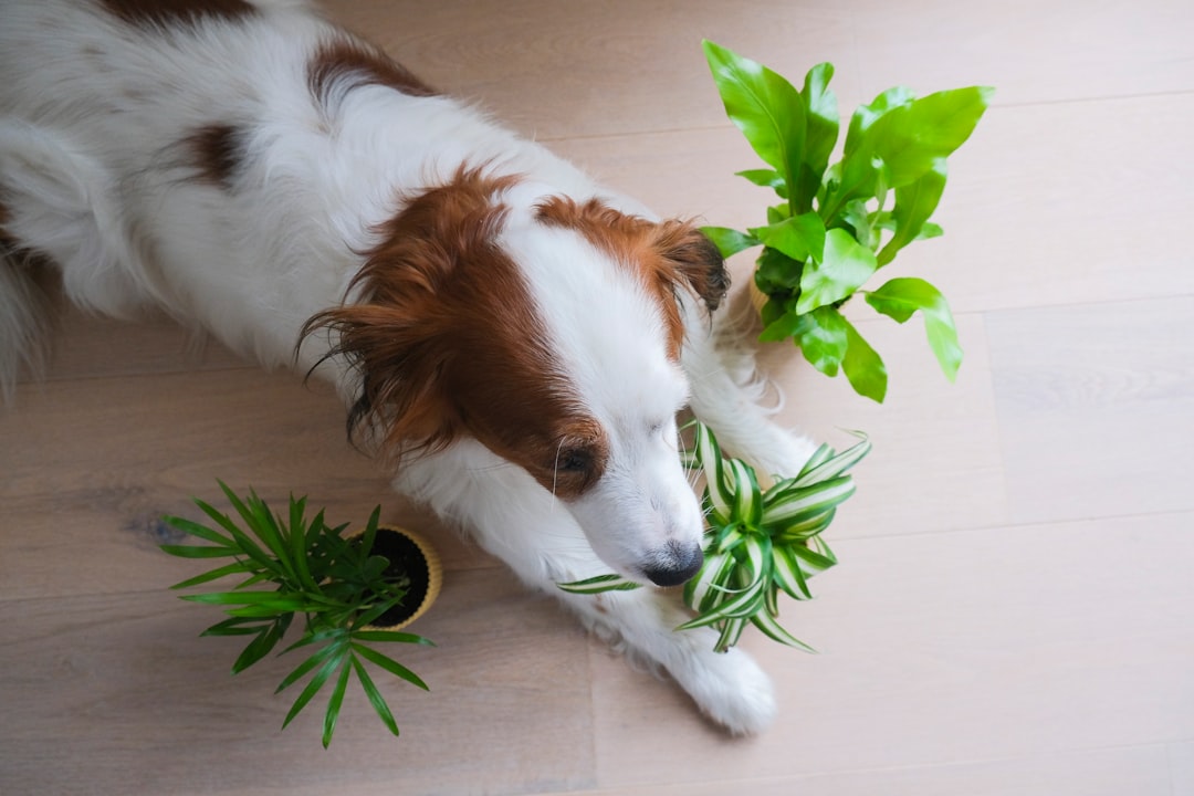 Identifying Common Toxic Plants and Symptoms for Dogs