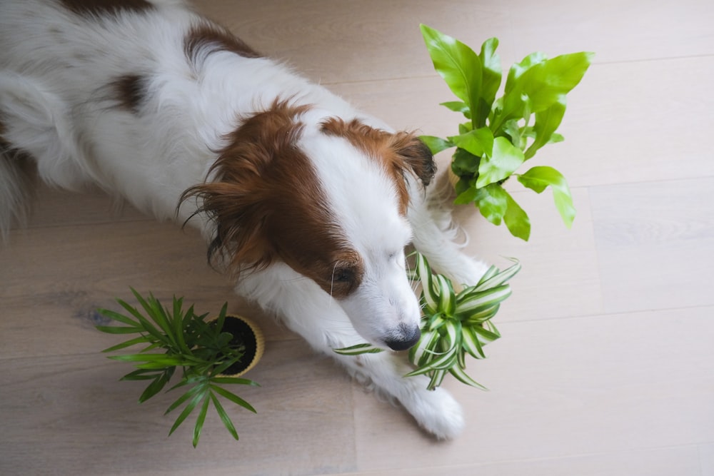 a dog smelling a plant