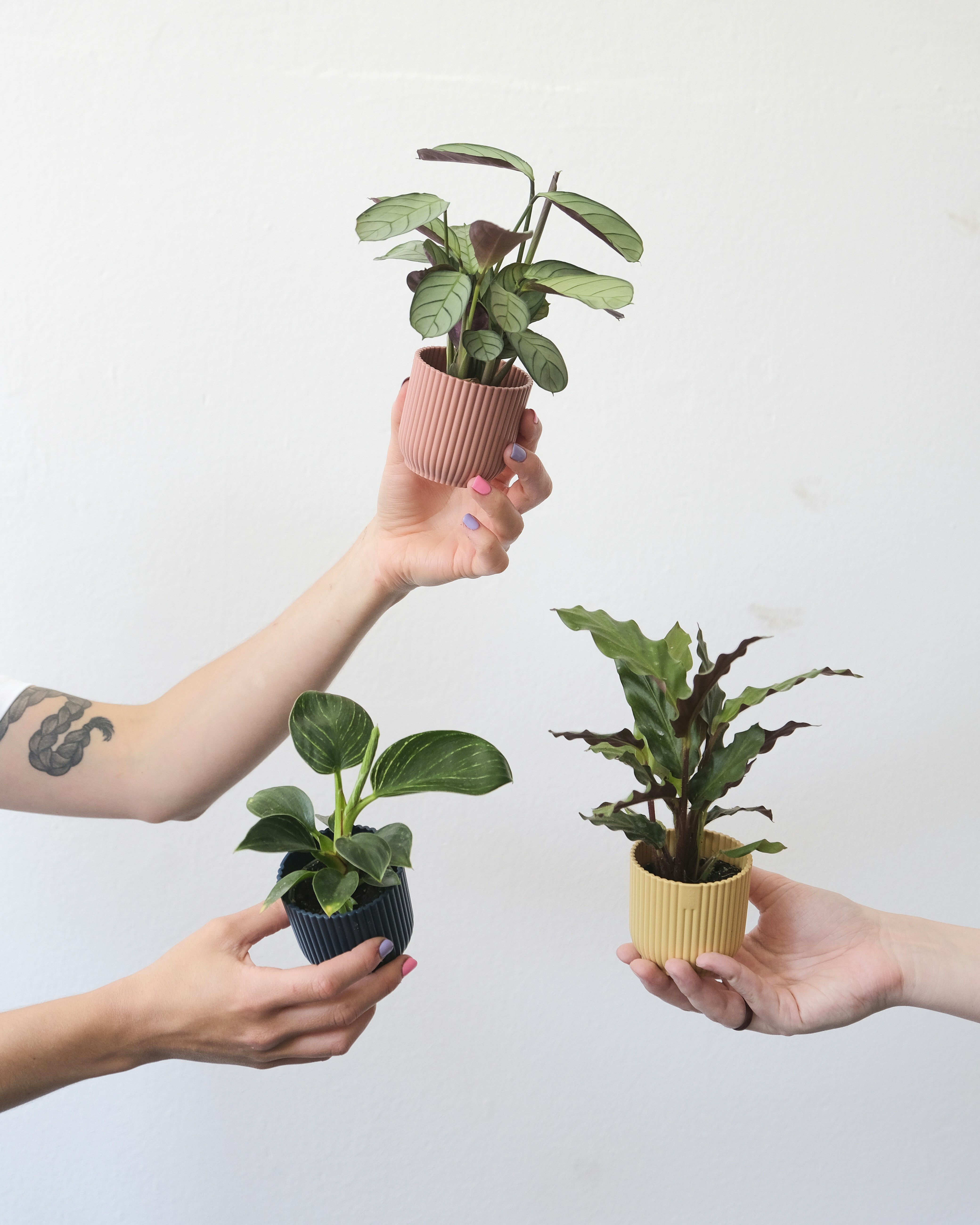 Photo by feeypflanzen