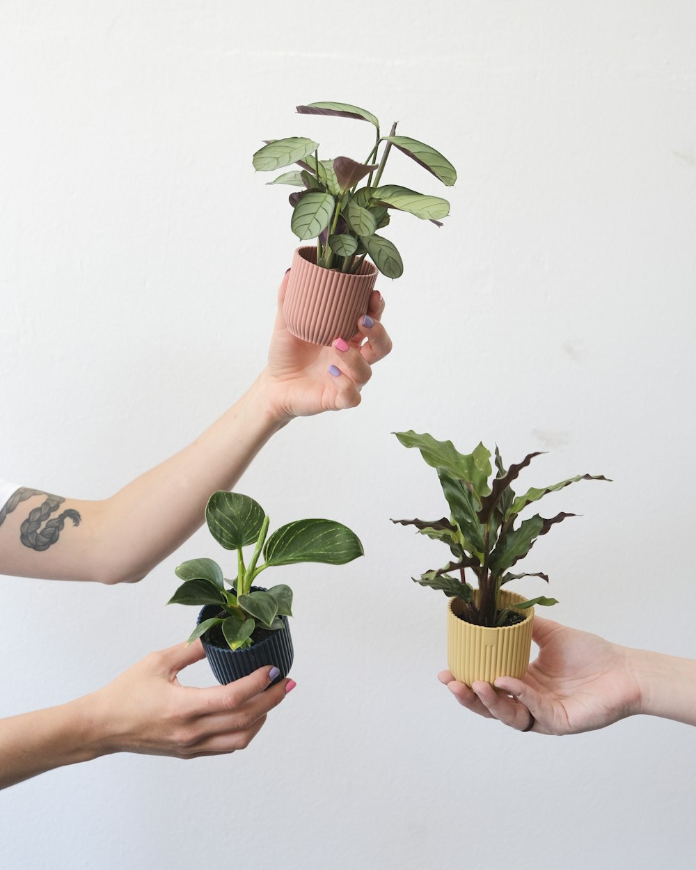 hands holding small plants