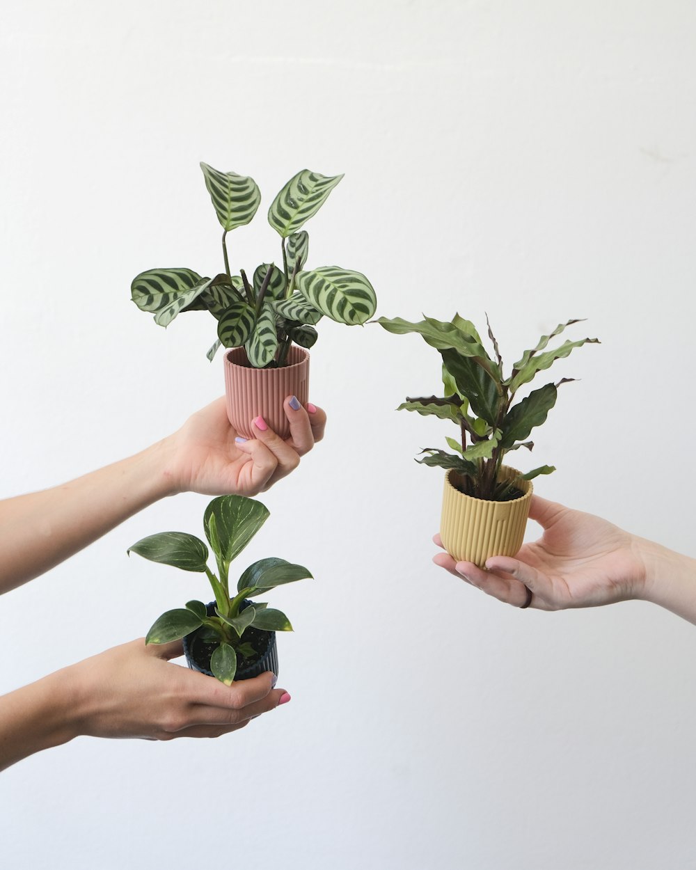 hands holding small plants
