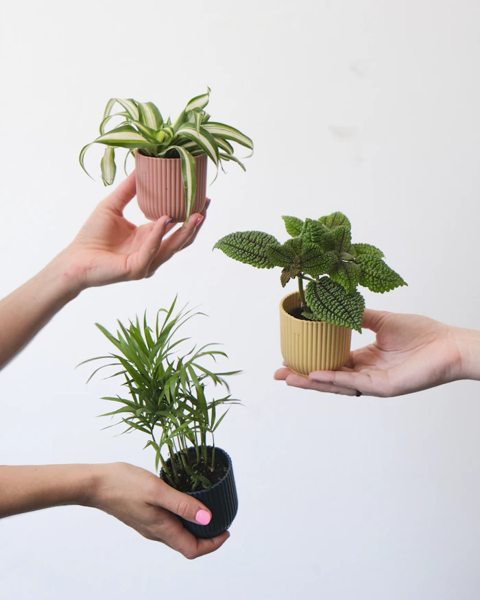 Hands holding small potted plants, representing care basics
