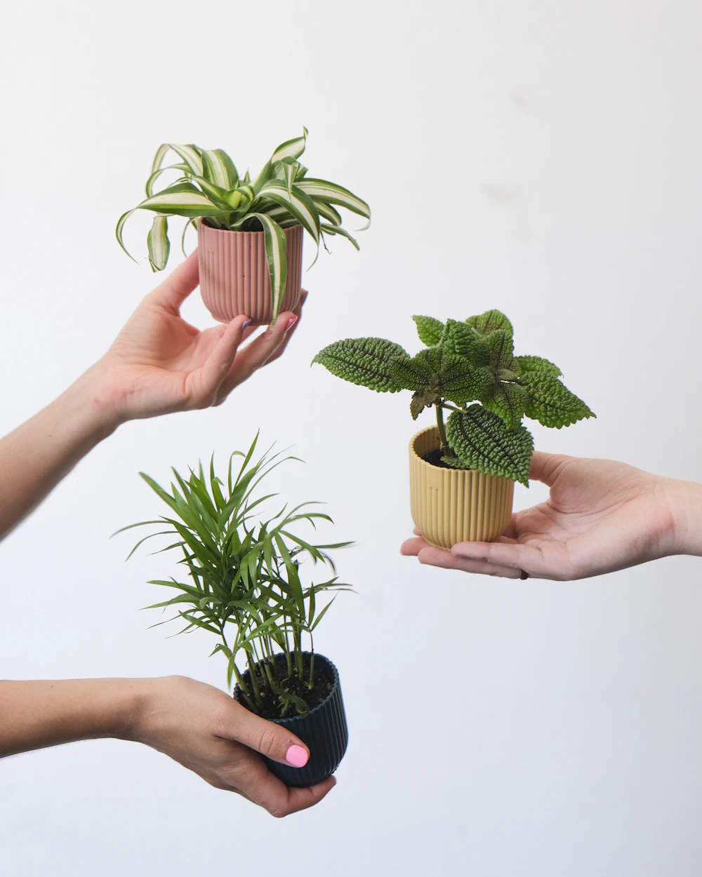 Manos sosteniendo pequeñas plantas