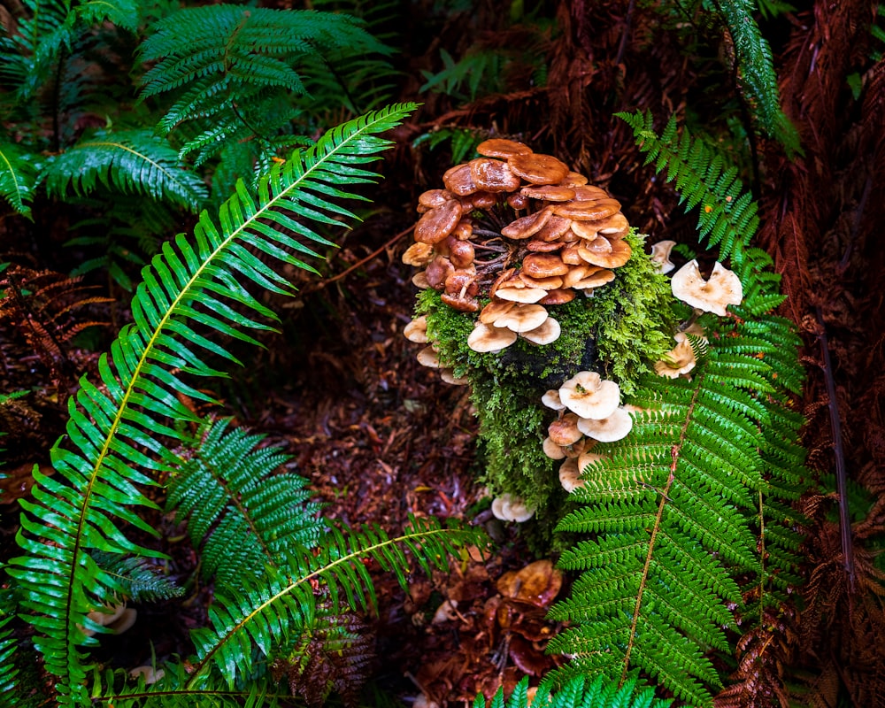 mushrooms growing on a tree
