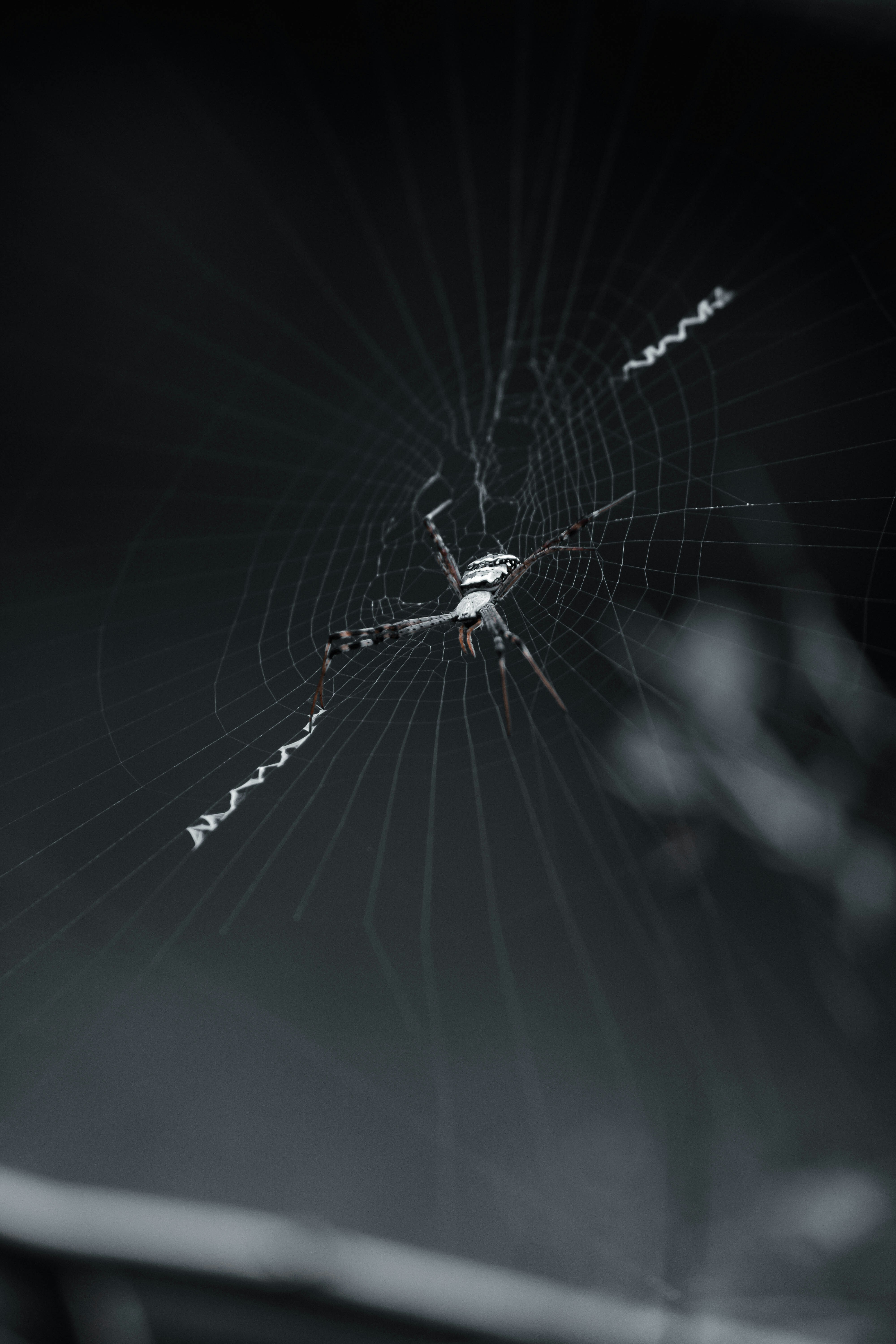 a spider on a web
