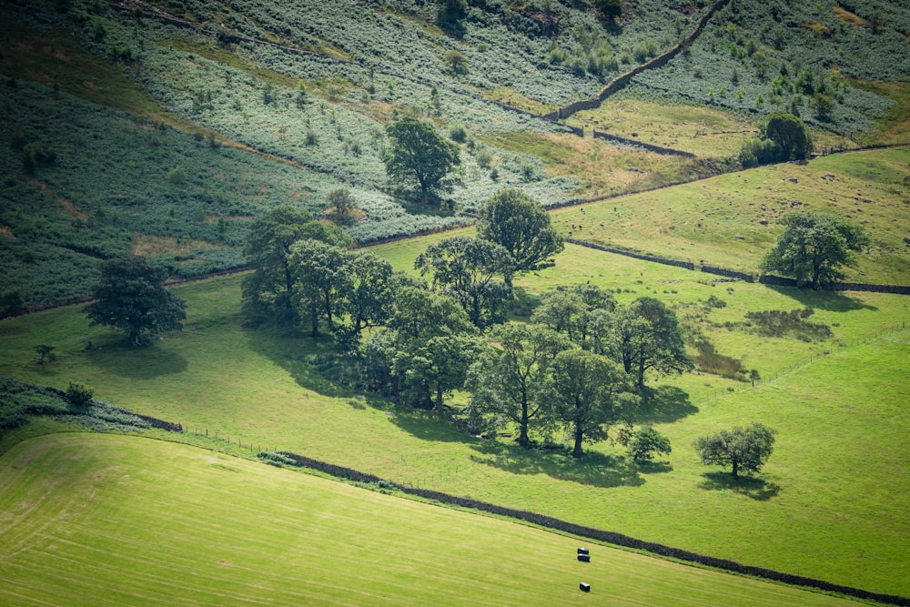 a landscape with trees and grass