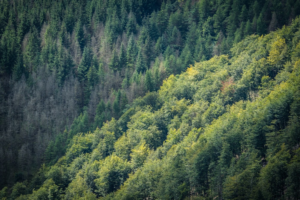 Una foresta di alberi