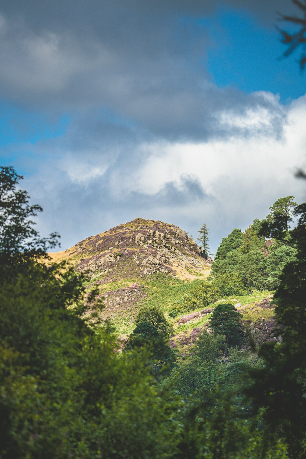 a mountain with trees on it