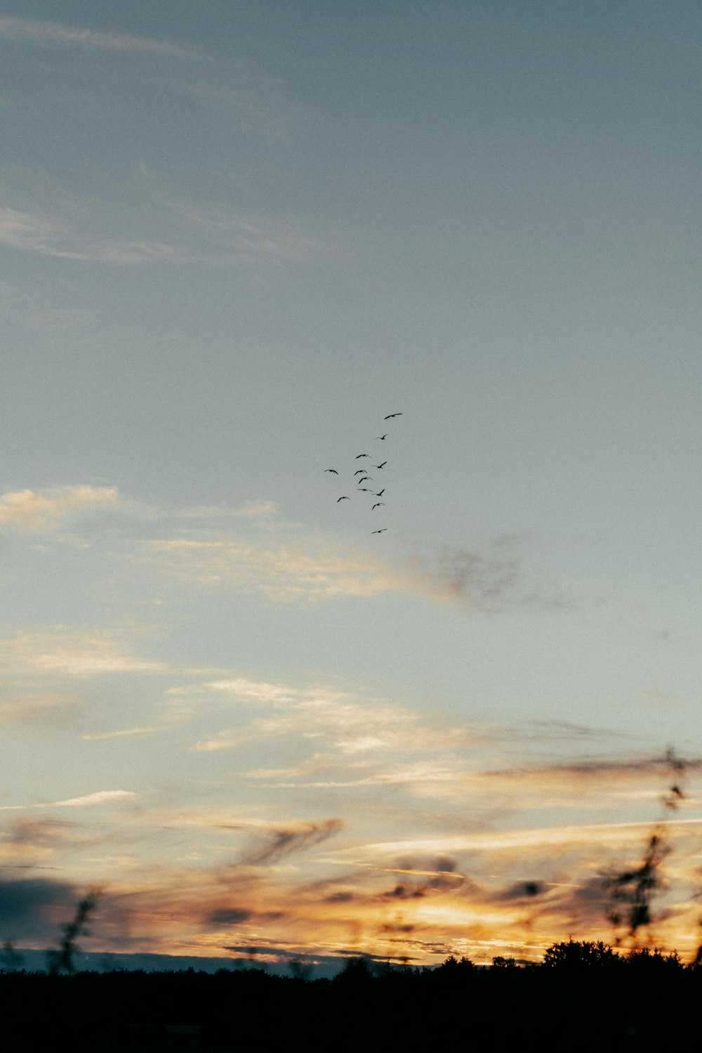 birds flying in the sky