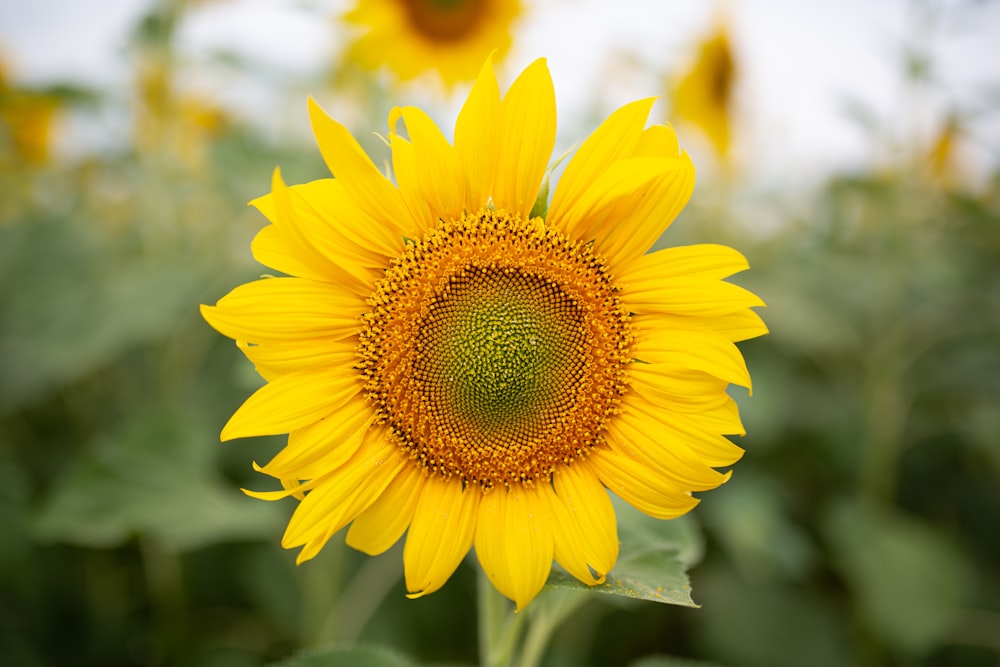 eine gelbe Sonnenblume mit großem Zentrum