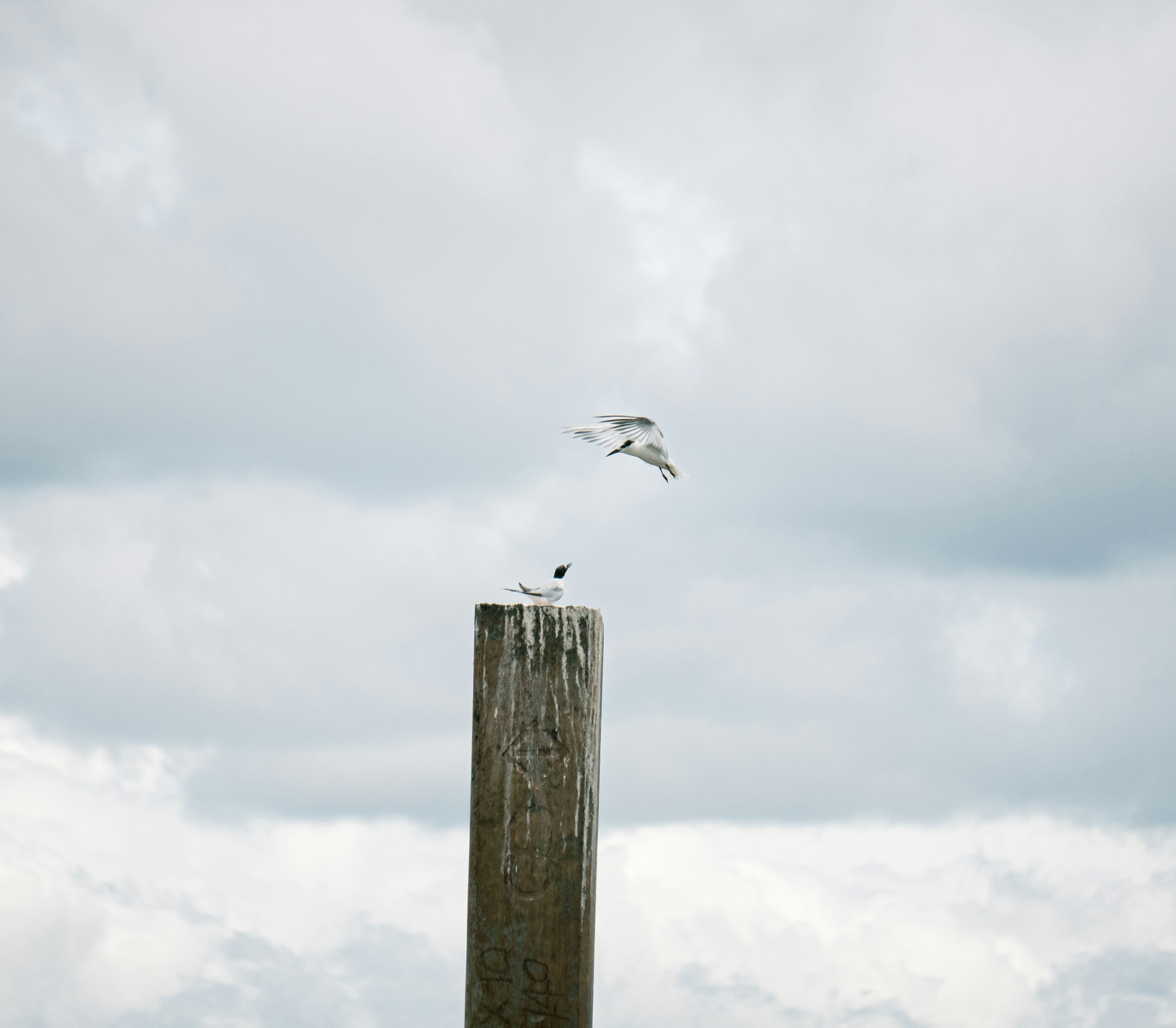 a bird flying over a wood post