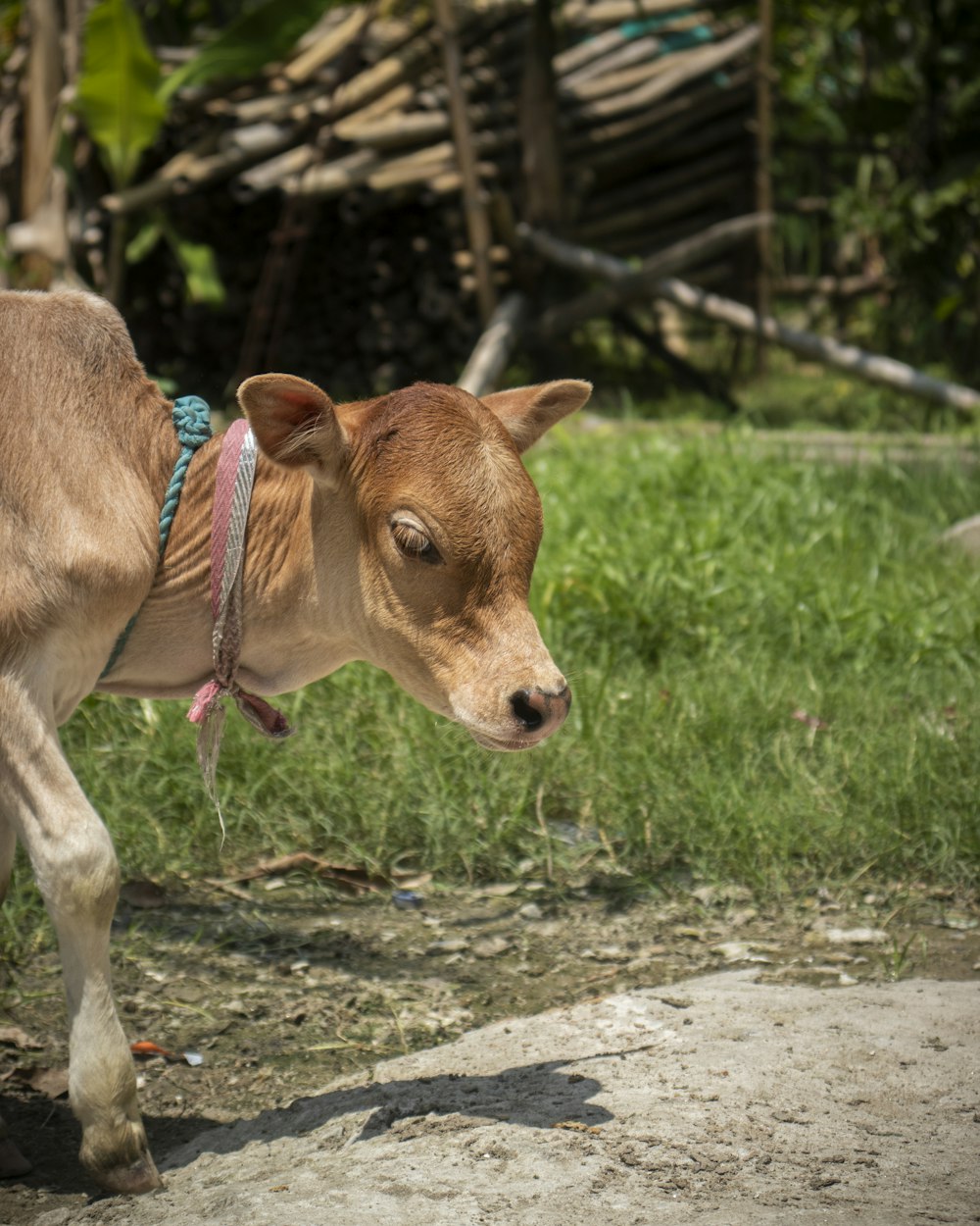 a brown cow with a blue harness