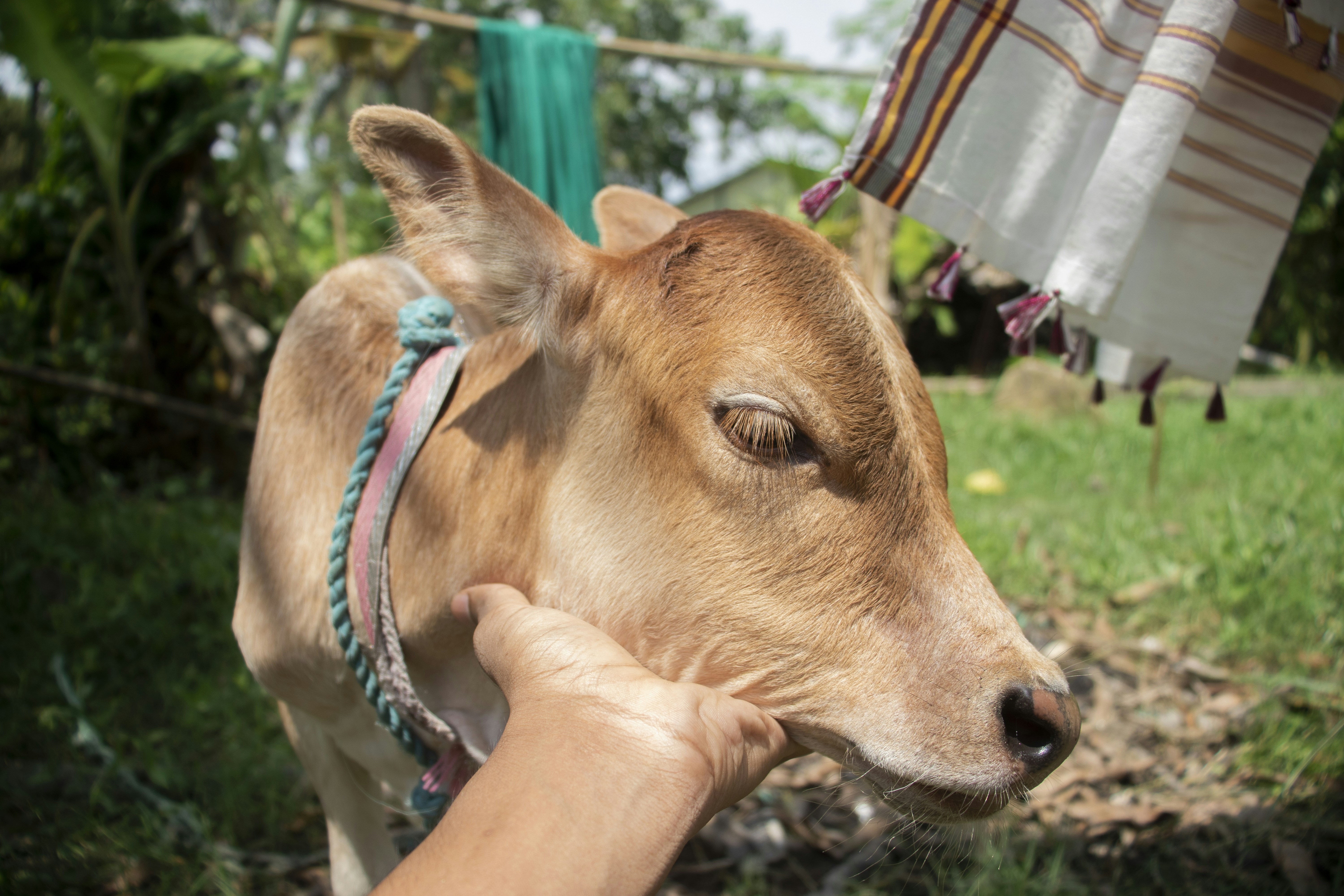 My Journey from Om to Yum: Embracing Ahimsa Through a Vegetarian Lifestyle