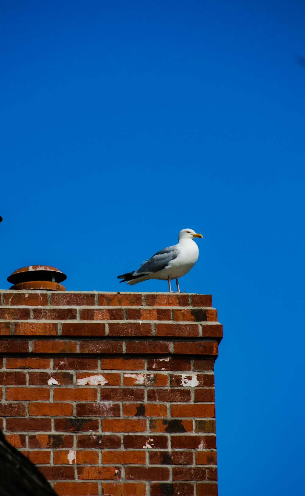 a bird on a brick wall
