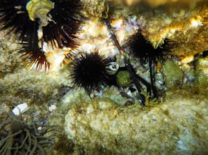 An ocean view showcasing divers harvesting sea urchins.