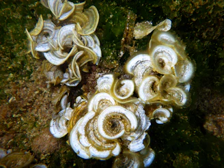 A cluster of spiral conch shells nestled among seaweed on a rocky shore.