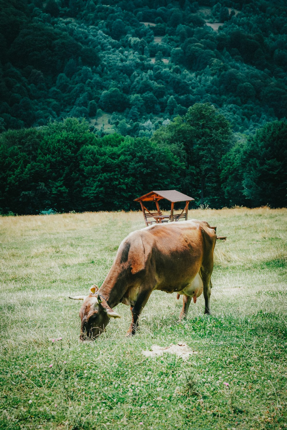 a couple of cows stand in a field