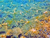 A vibrant underwater scene featuring a school of small, slender fish swimming over a rocky seabed covered with various types of algae and marine vegetation. The water is clear, allowing sunlight to filter through, illuminating the diverse textures and colors of the sea floor.